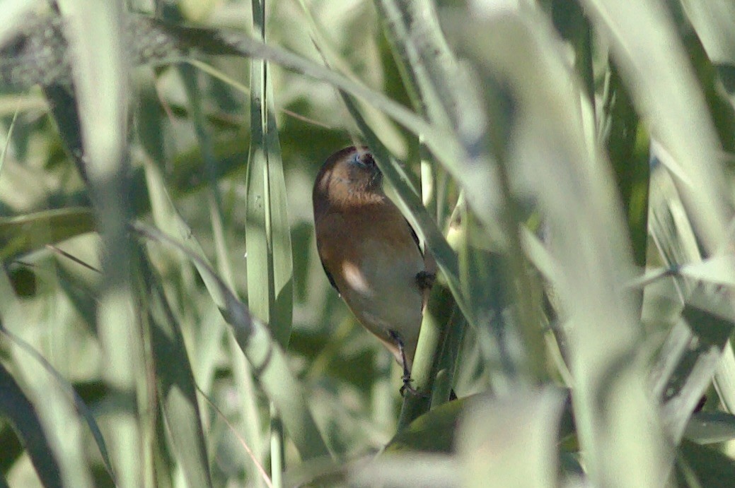 Lazuli Bunting - ML644423321