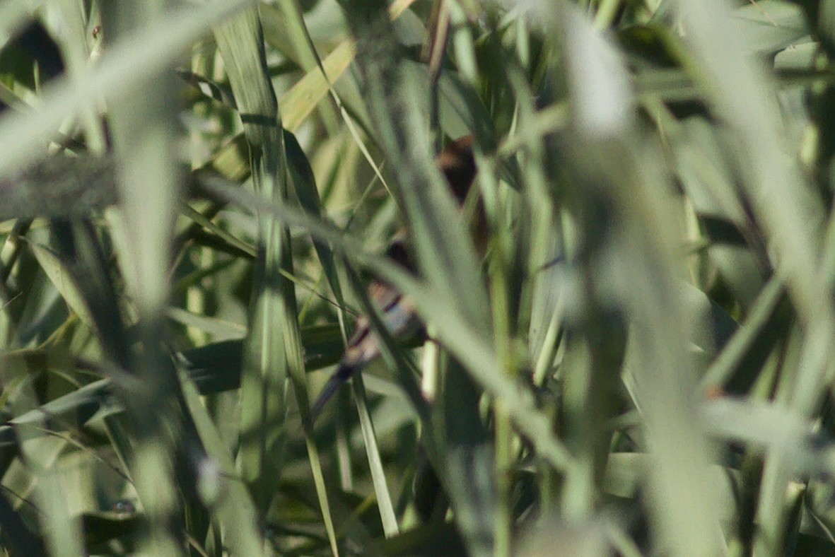 Lazuli Bunting - ML644423322