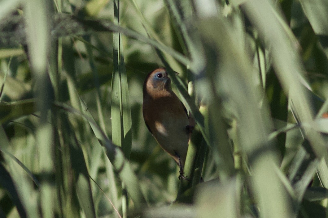 Lazuli Bunting - ML644423323