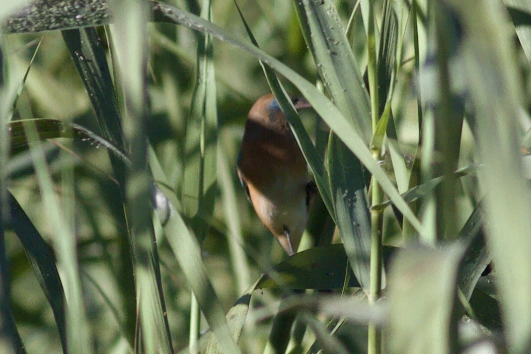 Lazuli Bunting - ML644423324