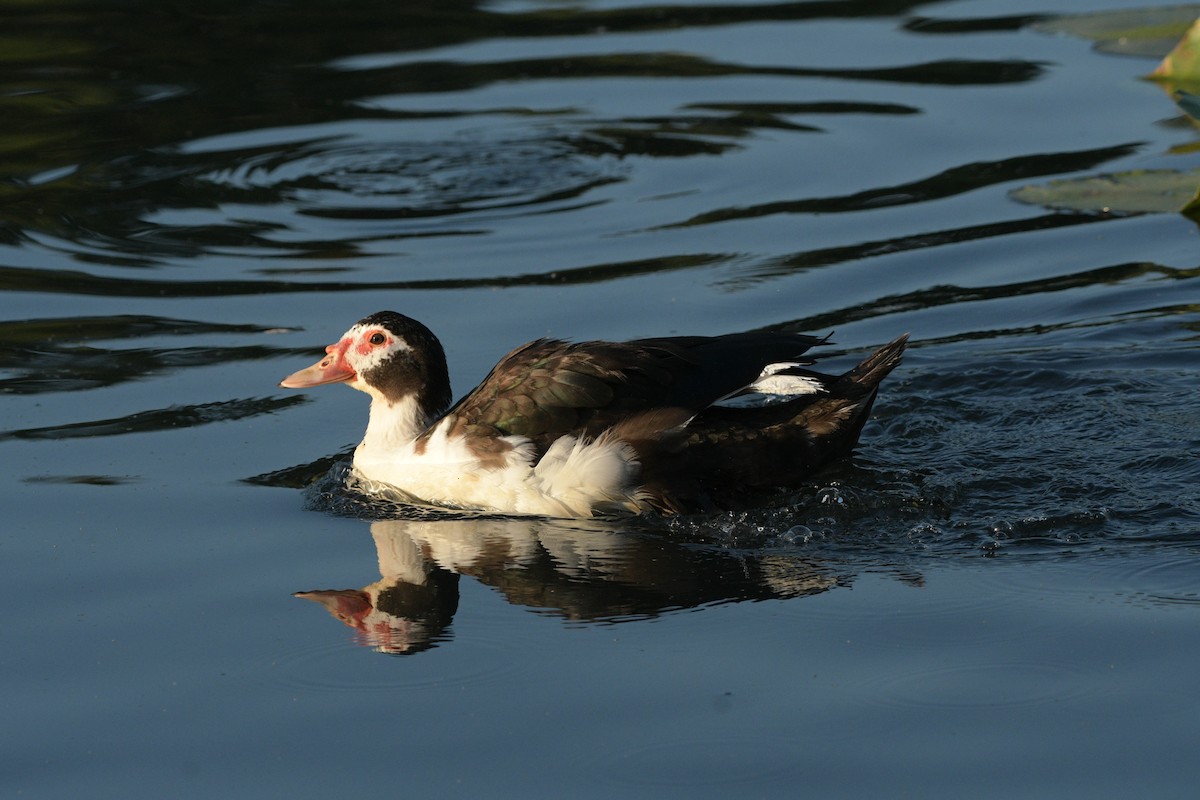 Muscovy Duck (Domestic type) - ML644423326