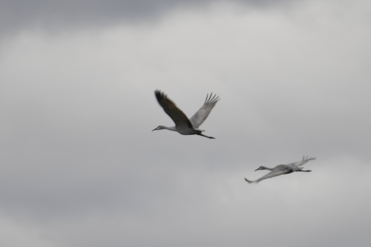 カナダヅル - ML644423328