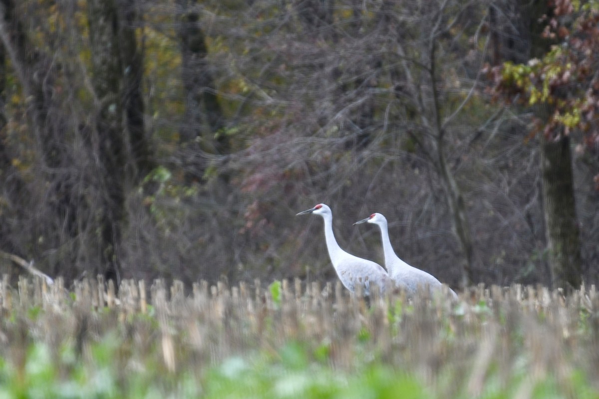 カナダヅル - ML644423329