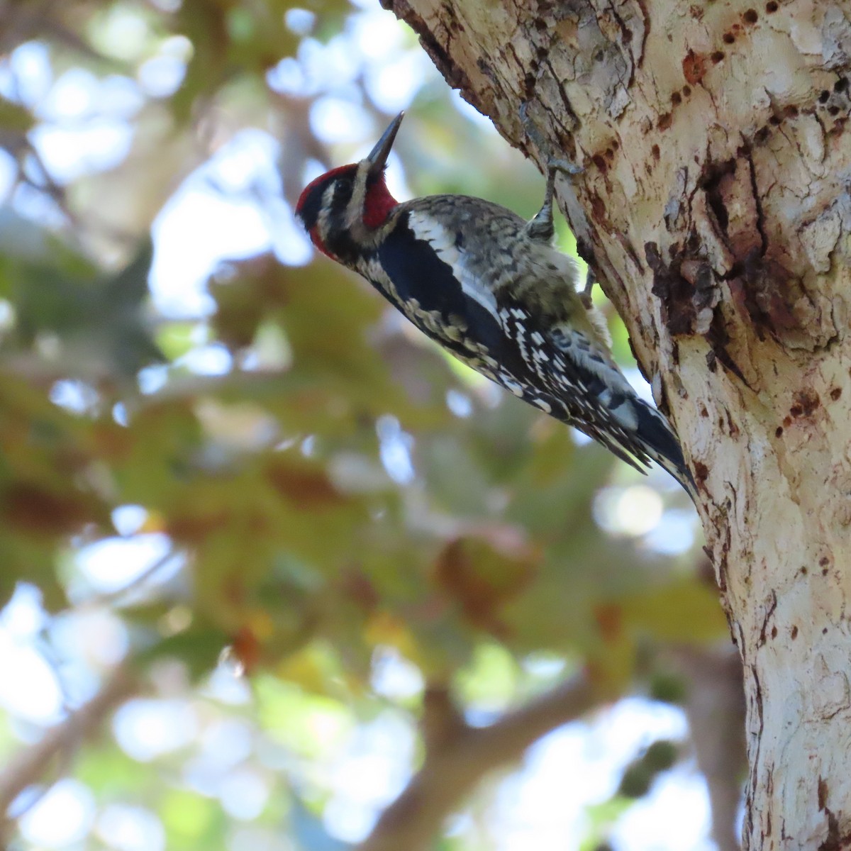 Red-naped Sapsucker - ML644423341
