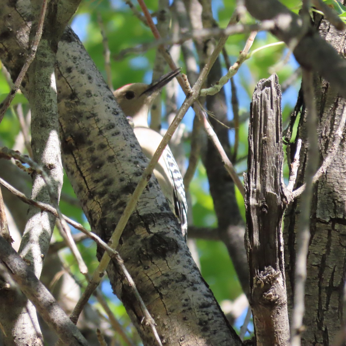 datel gilský - ML644423347