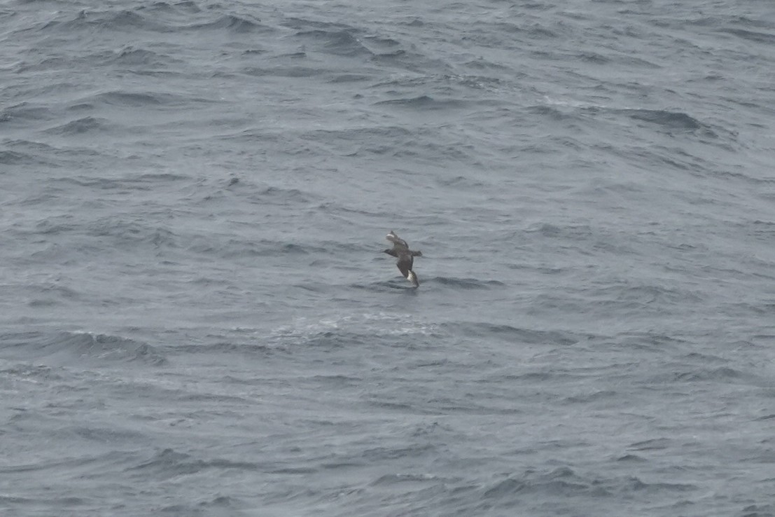 キタオオトウゾクカモメ - ML644423352