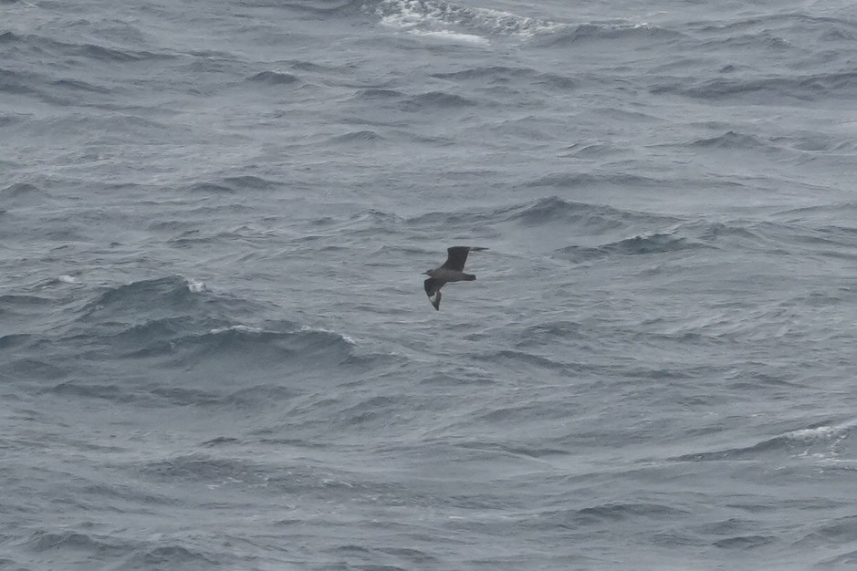 キタオオトウゾクカモメ - ML644423353