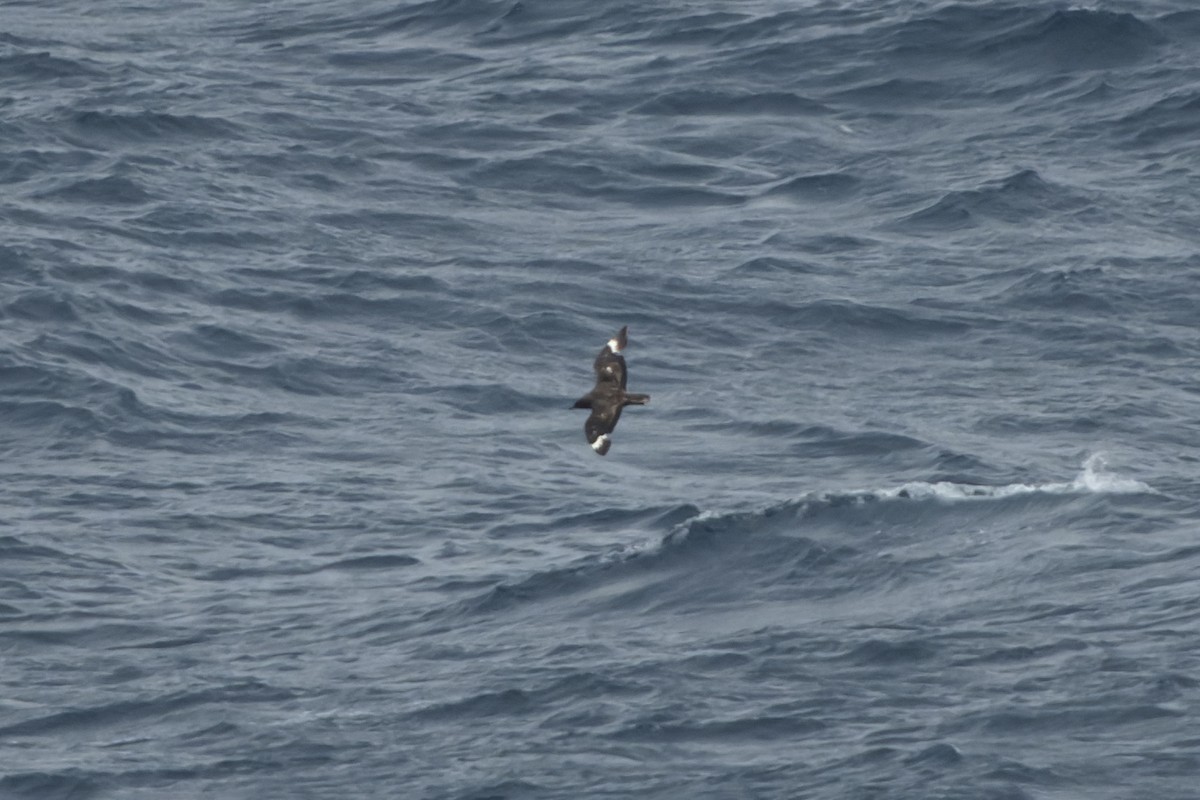 キタオオトウゾクカモメ - ML644423368