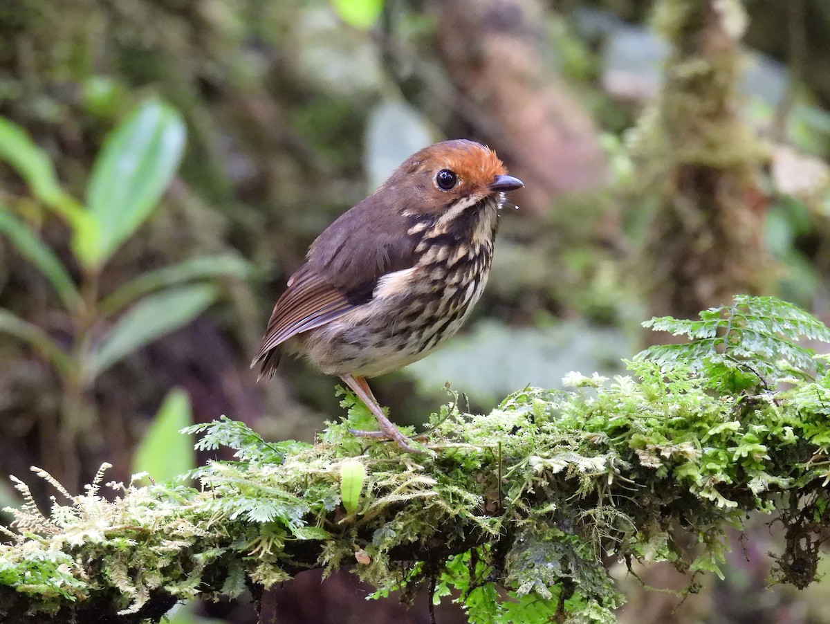 Ochre-fronted Antpitta - ML644423374