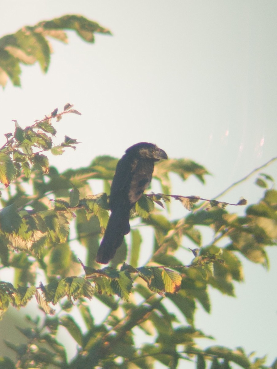 Groove-billed Ani - ML644423377