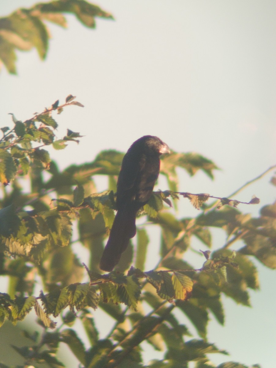 Groove-billed Ani - ML644423378