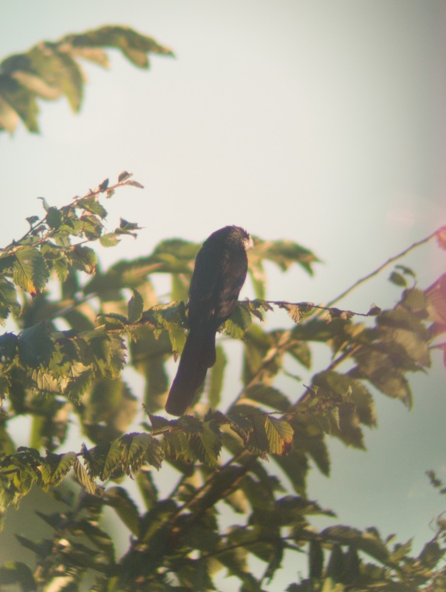 Groove-billed Ani - ML644423379
