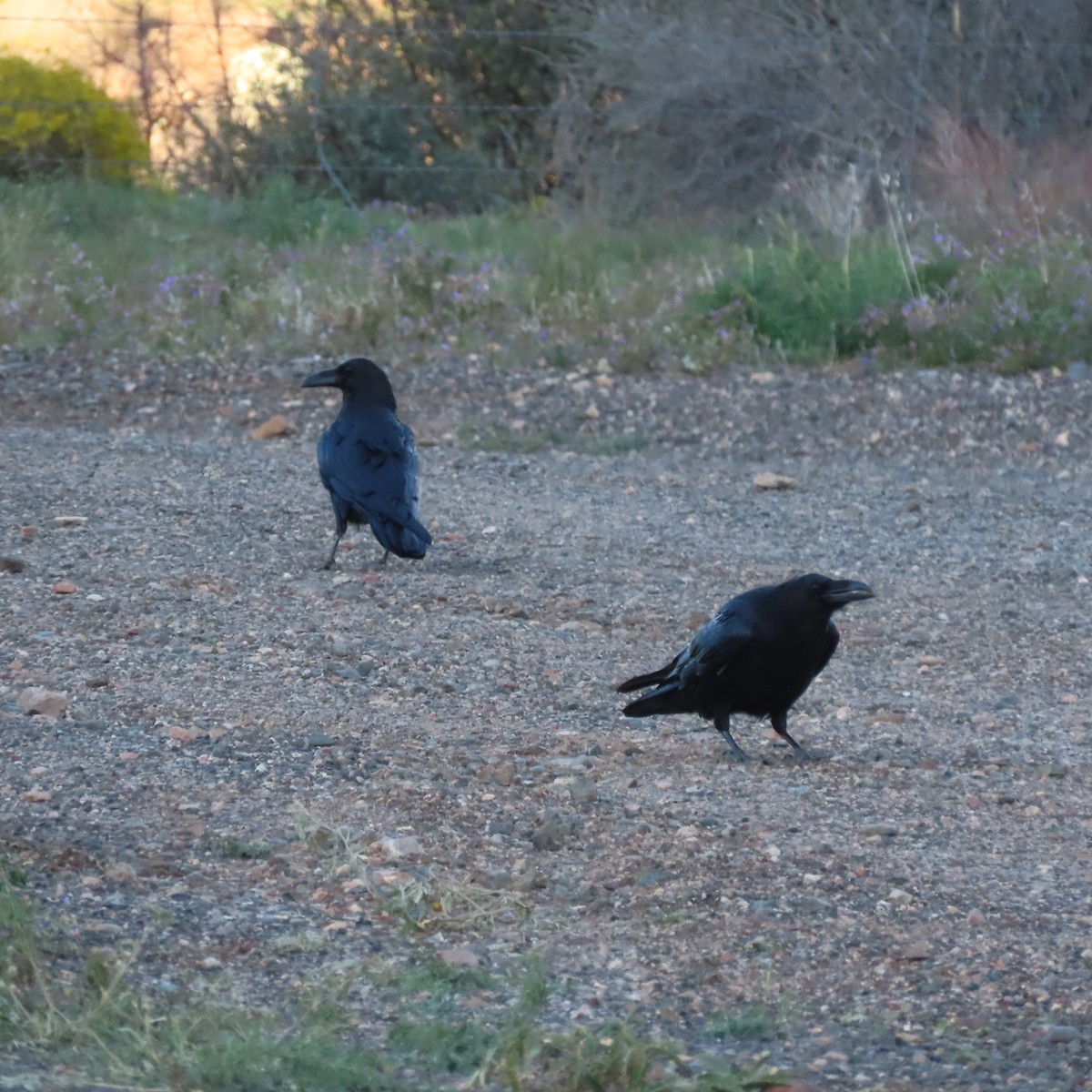 Хон хэрээ - ML644423423