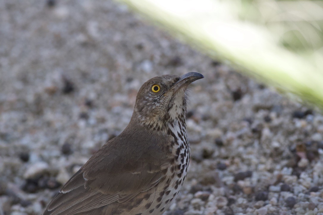 Gray Thrasher - ML644423427
