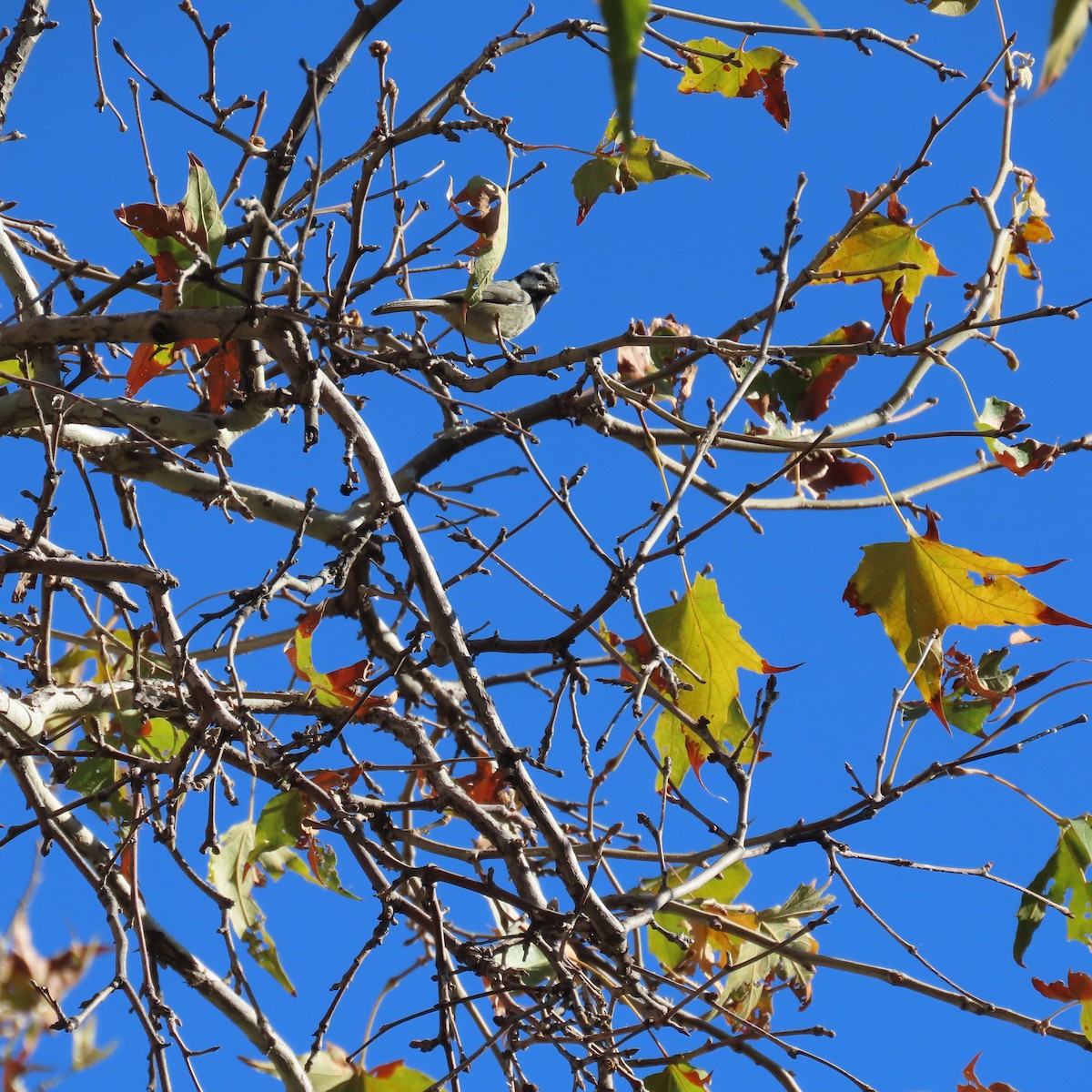 Mésange arlequin - ML644423429