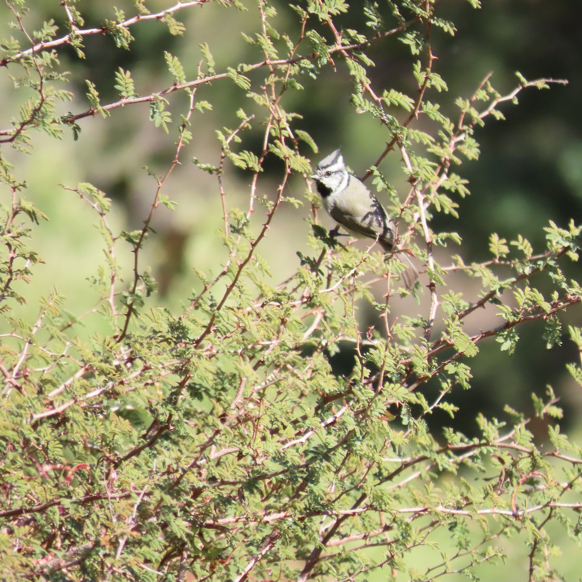 Mésange arlequin - ML644423430