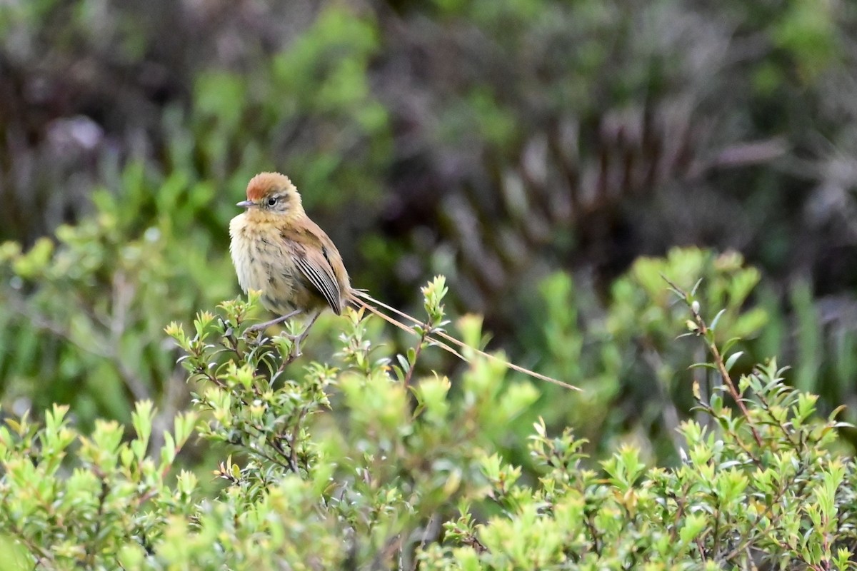 Des Murs's Wiretail - ML644423432