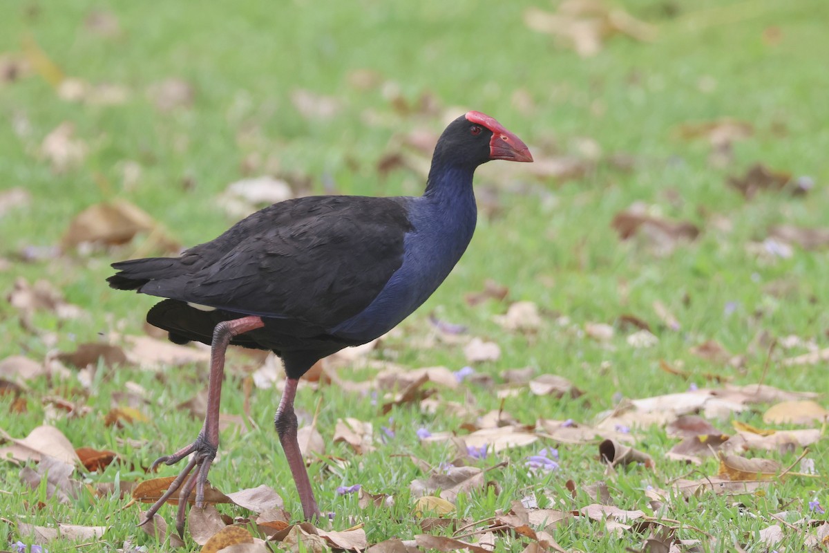 Australasian Swamphen - ML644423437