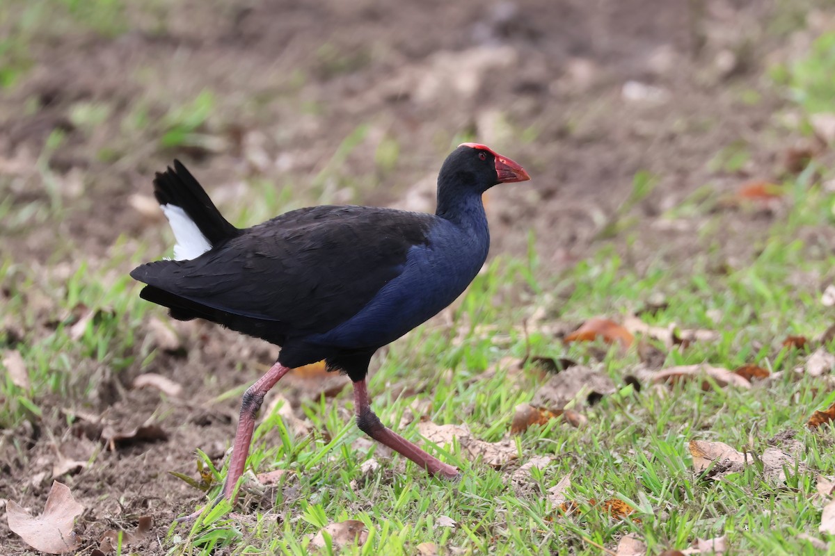 Australasian Swamphen - ML644423438