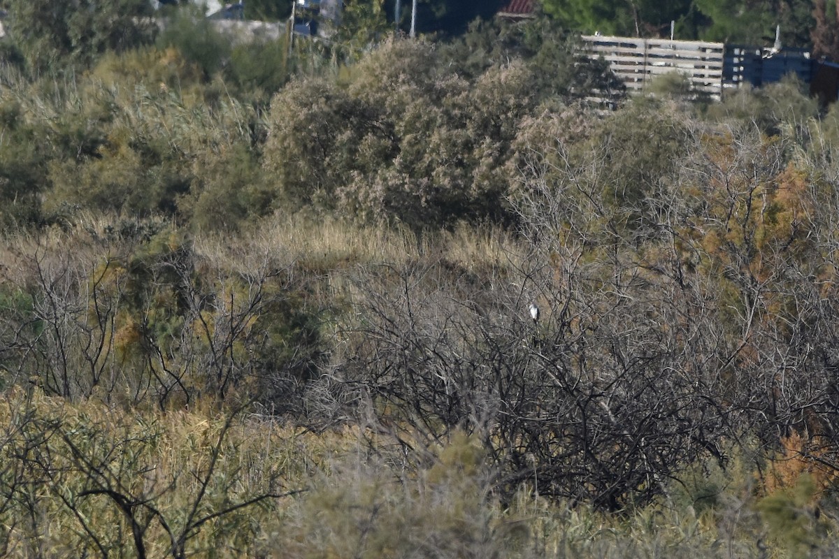 Black-winged Kite - ML644423439