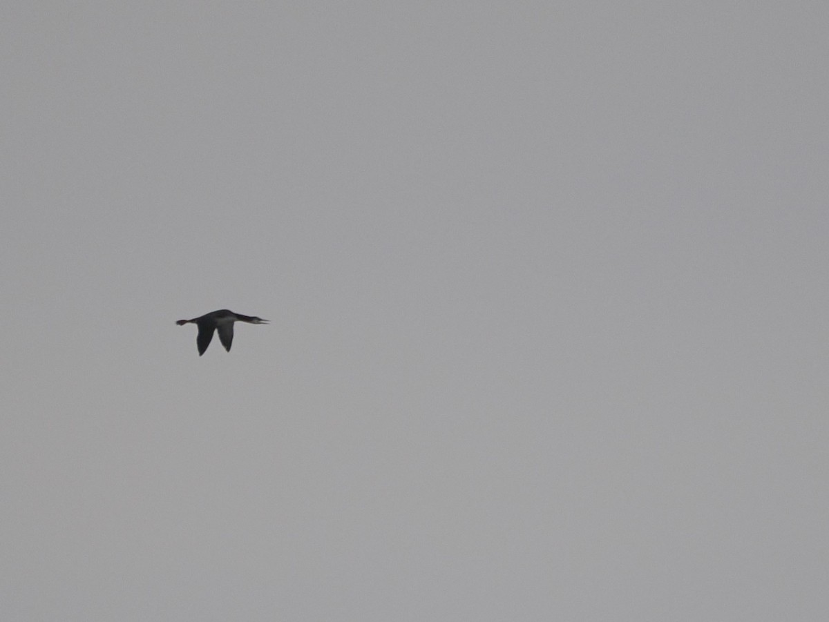 Common Loon - ML644423448