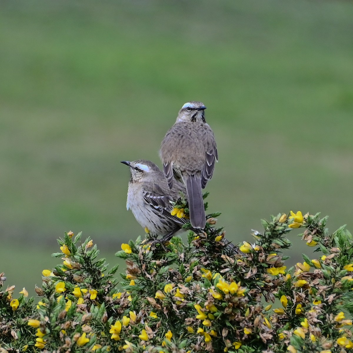 Чилийский пересмешник - ML644423474