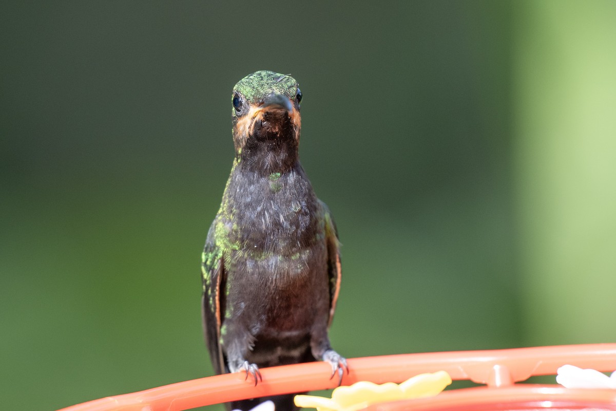 Black-throated Brilliant - ML644423499