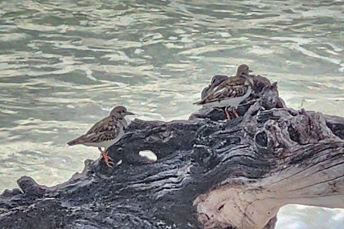 Harri-iraulari arrunta - ML644423504