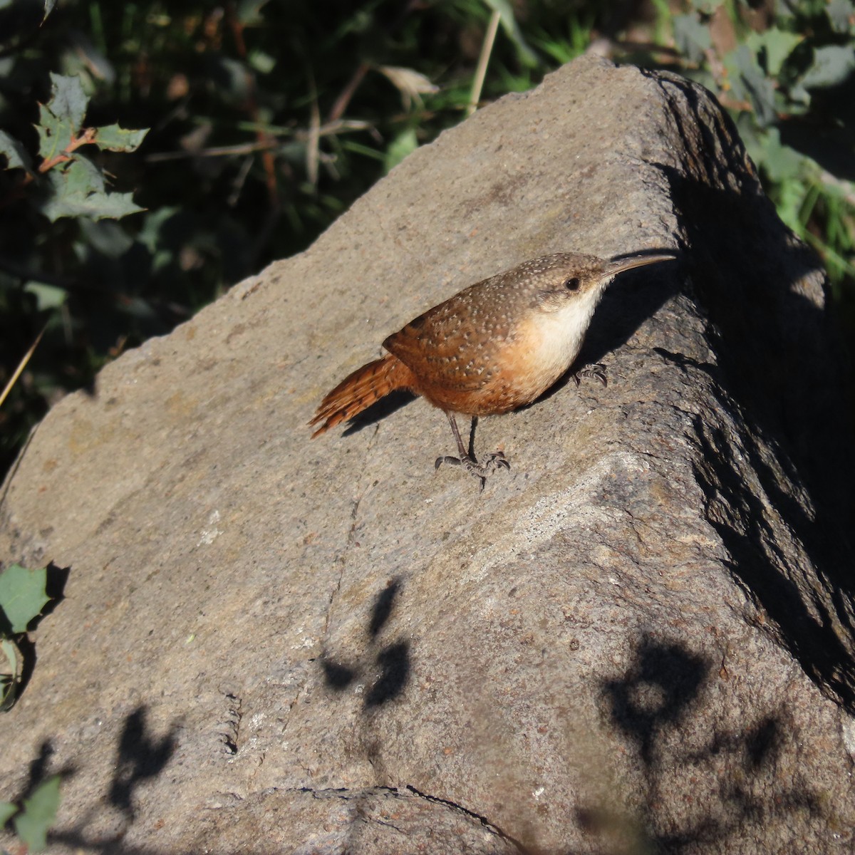 Schluchtenzaunkönig - ML644423518