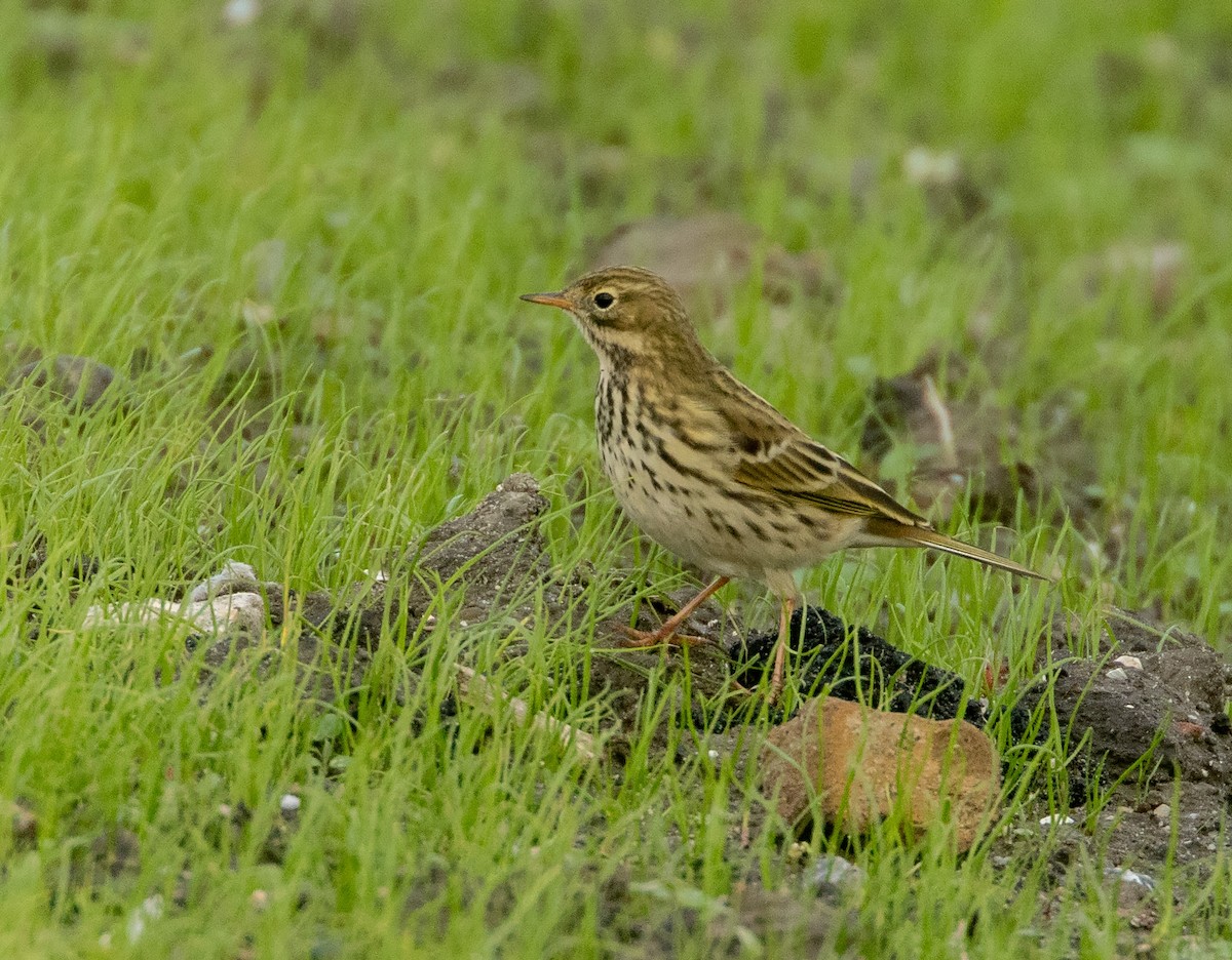 Meadow Pipit - ML644423527
