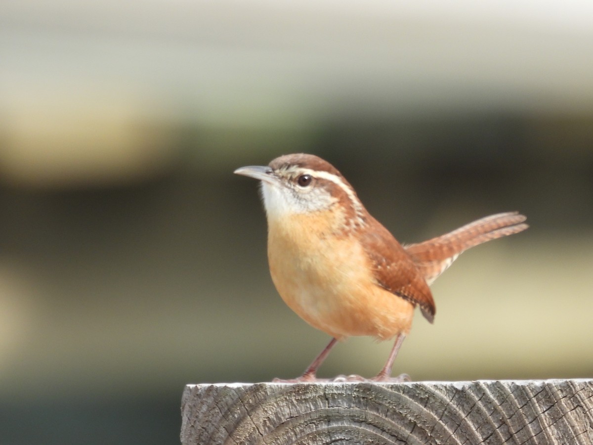 Cucarachero de Carolina - ML644423534