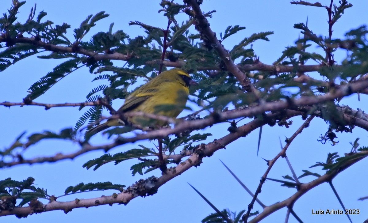 African Citril - ML644423535