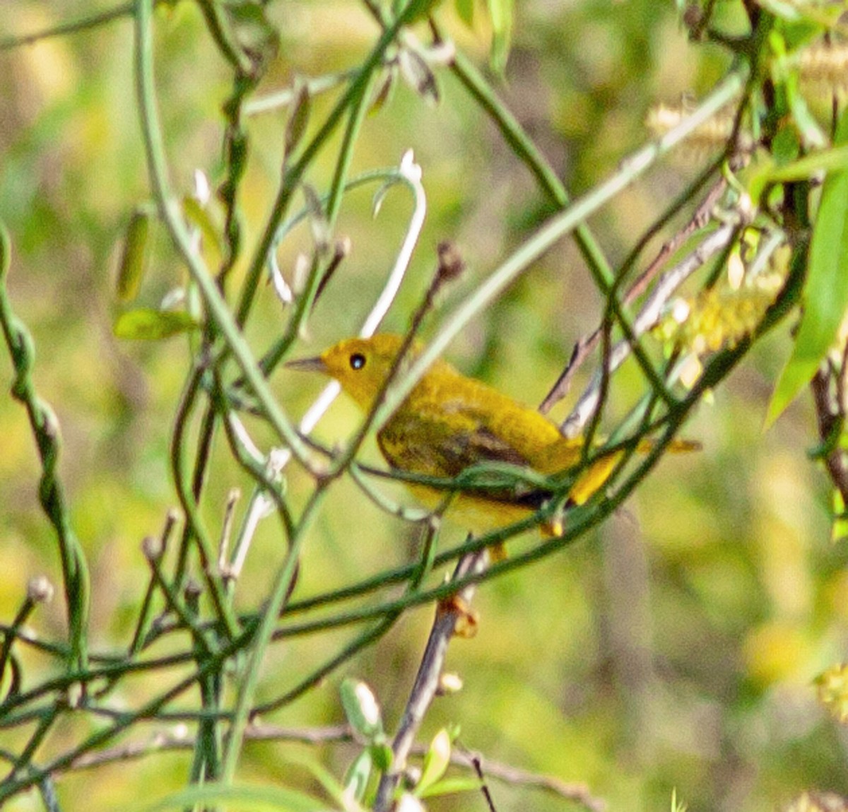 Northern/Mangrove Yellow Warbler - ML644423542