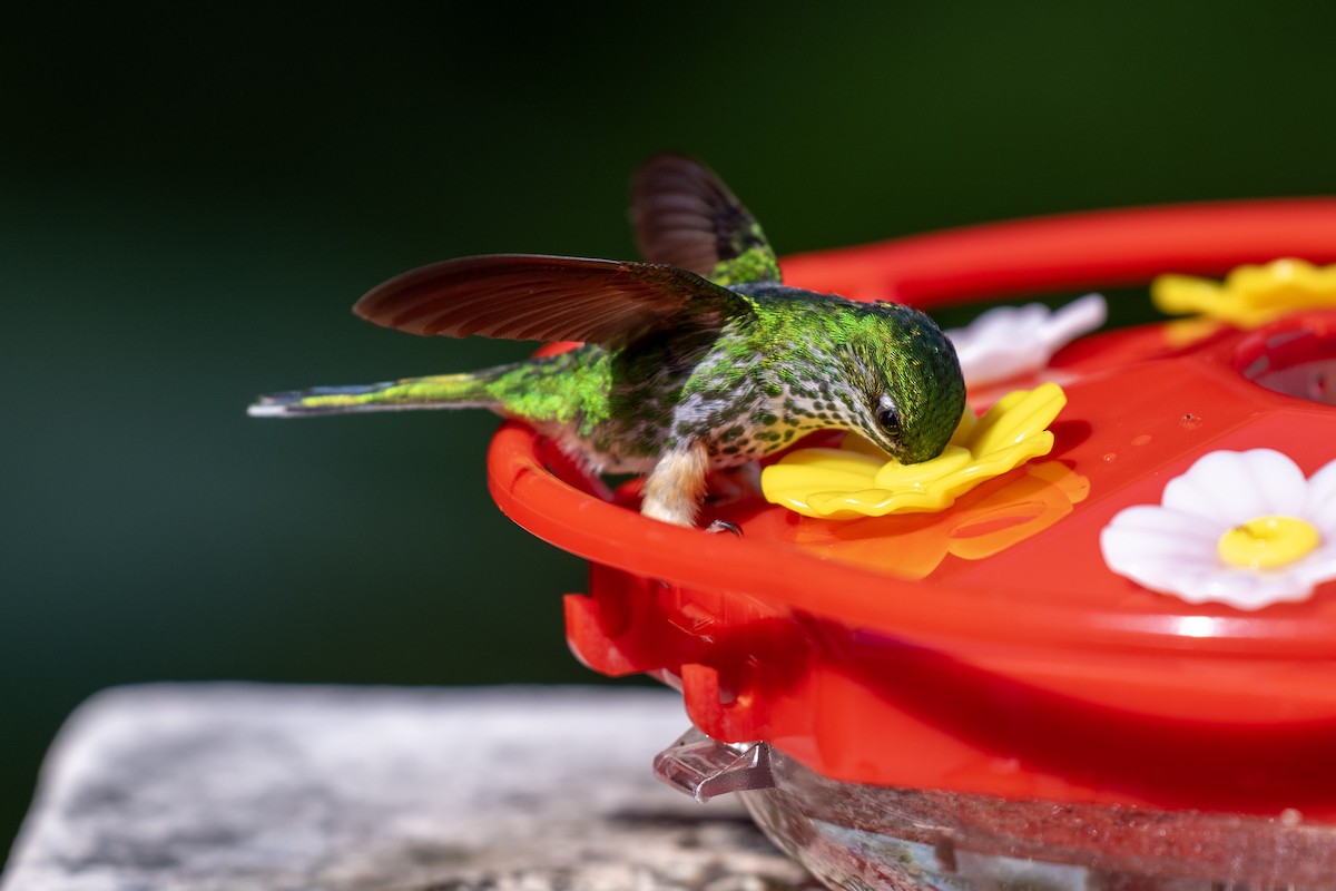 Peruvian Racket-tail - ML644423553