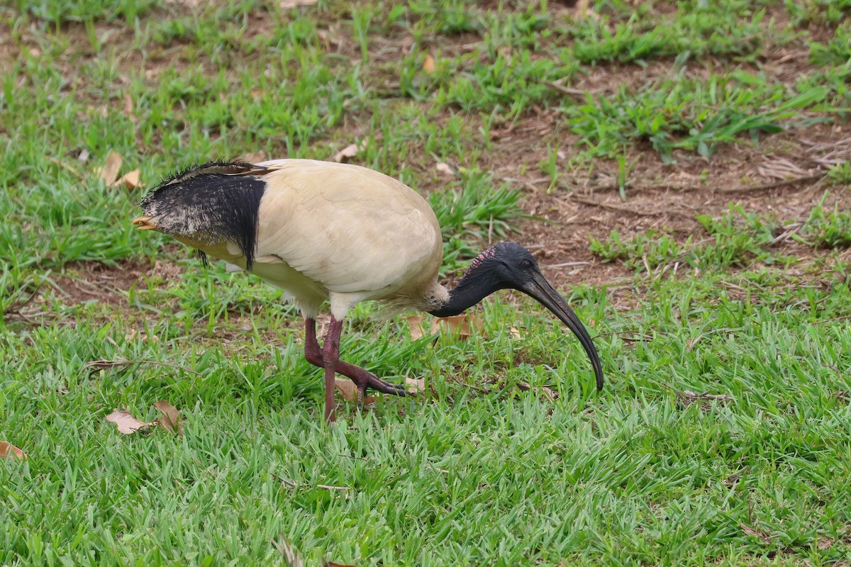 Australian Ibis - ML644423554