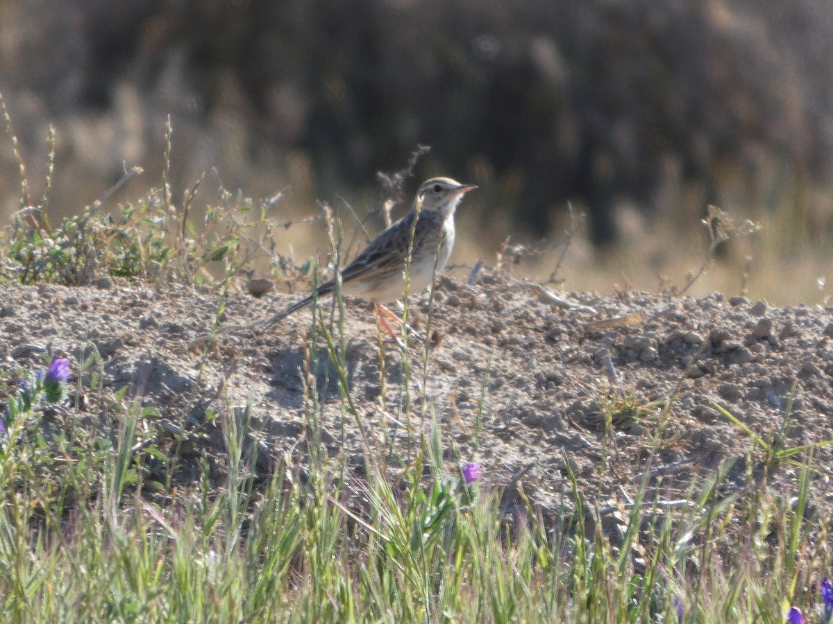 Australian Pipit - ML644423561