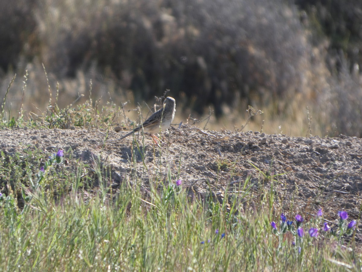 Australian Pipit - ML644423562