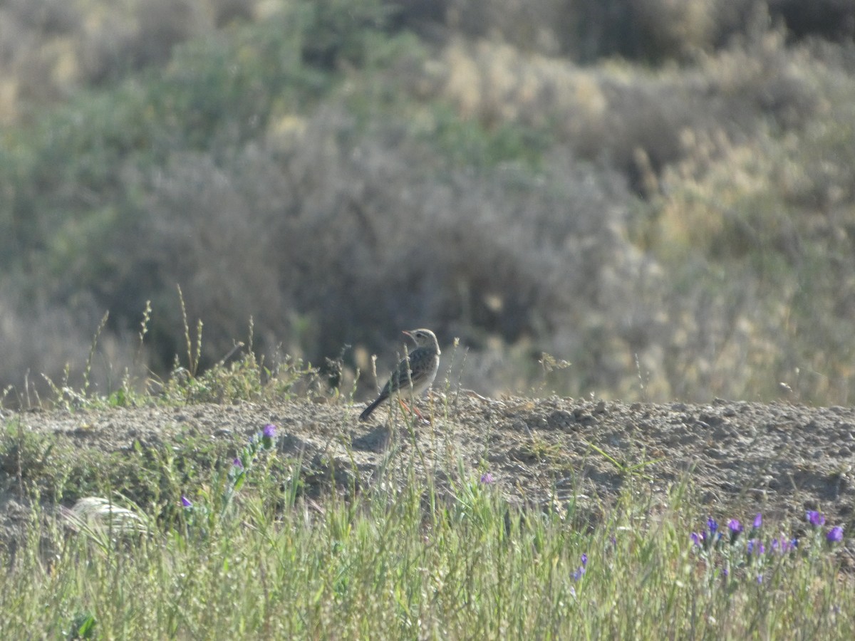 Australian Pipit - ML644423563