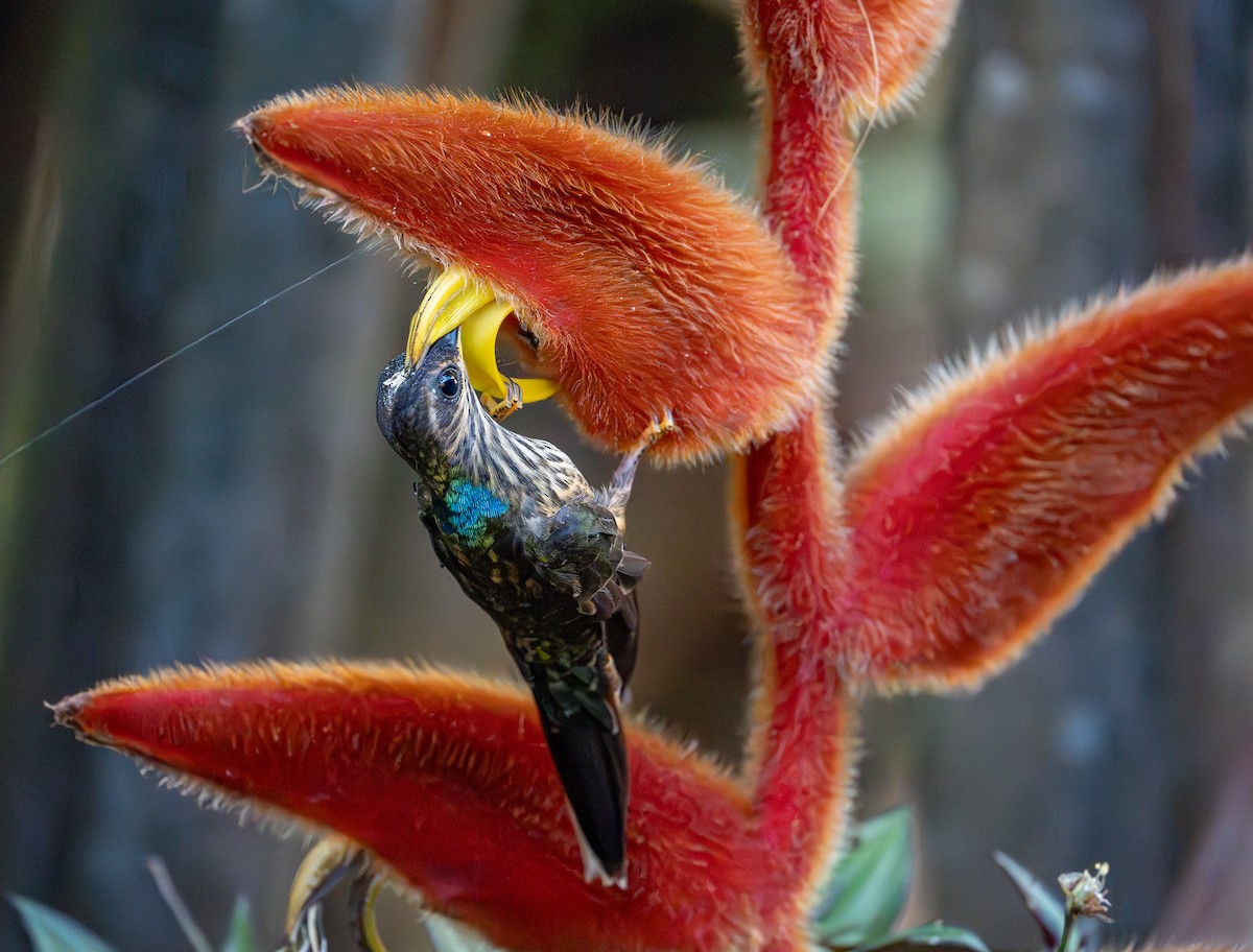Buff-tailed Sicklebill - ML644423566