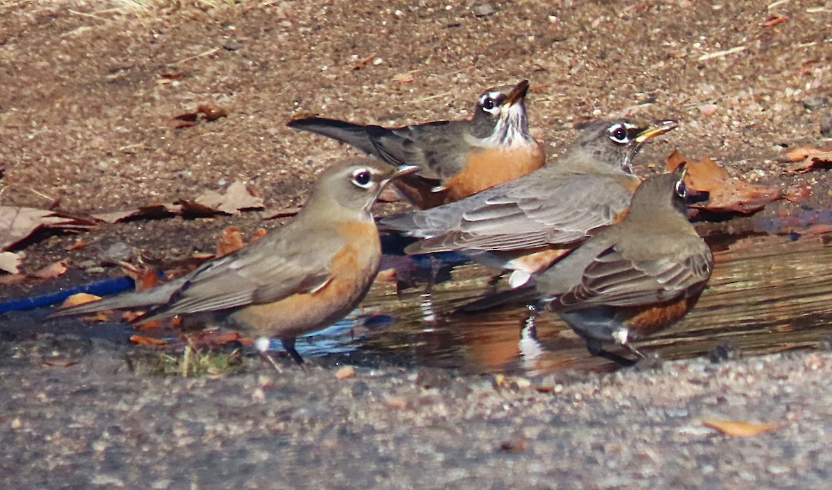 American Robin - ML644423567