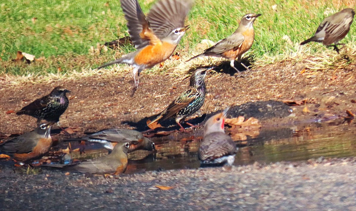American Robin - ML644423569