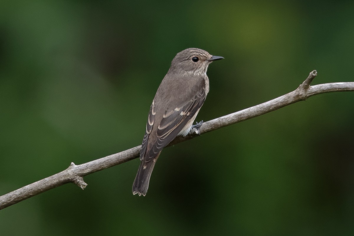 Grauschnäpper - ML644423571