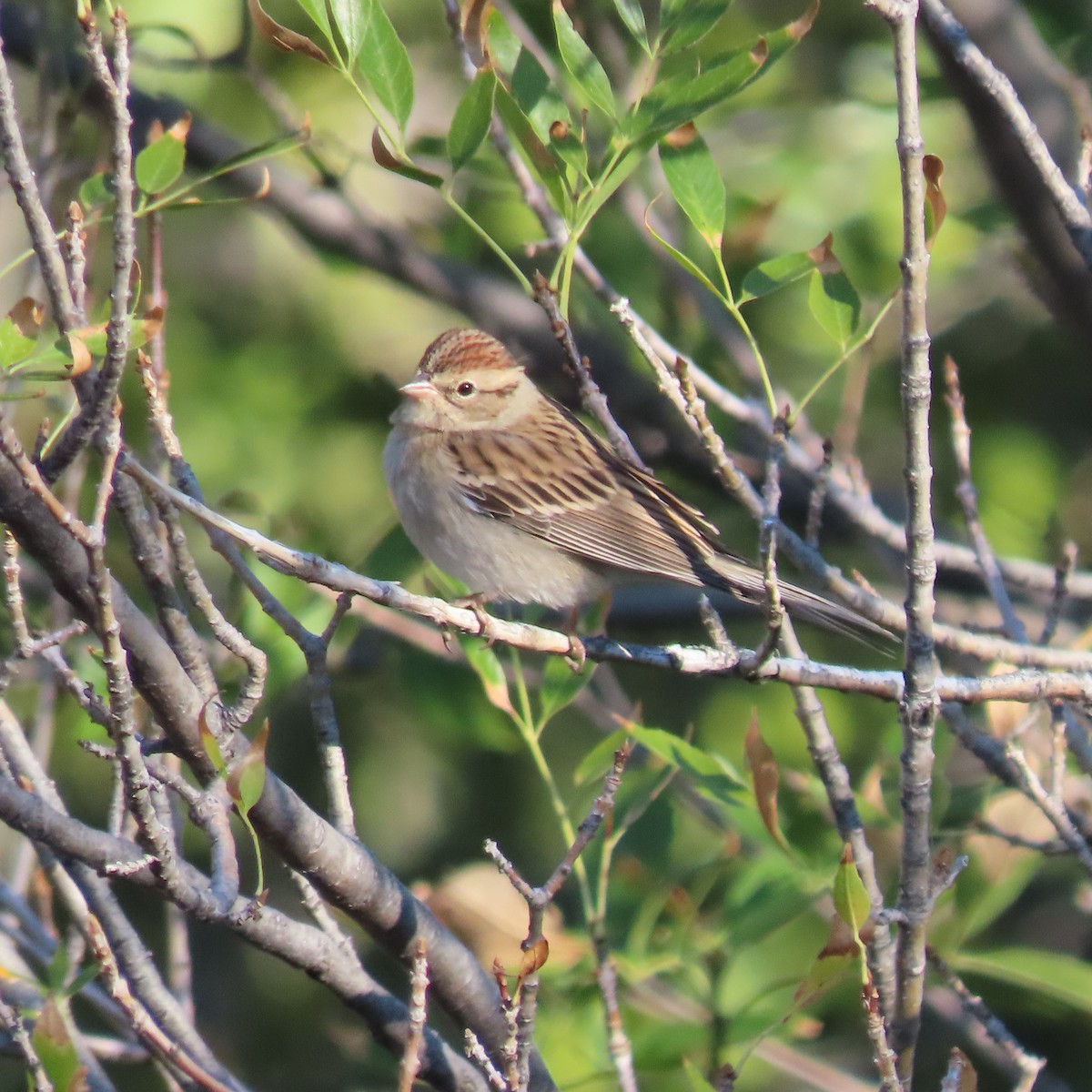 Chipping Sparrow - ML644423572