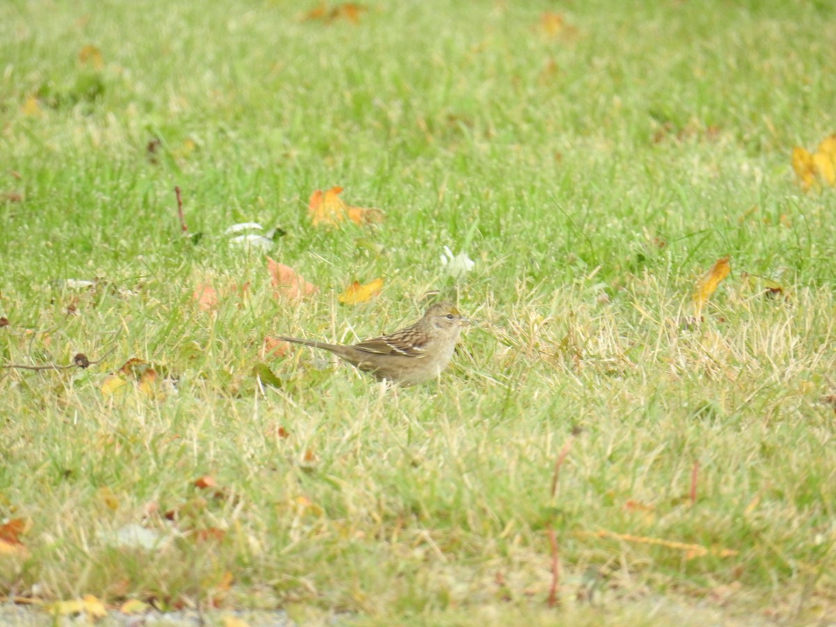Golden-crowned Sparrow - ML644423573