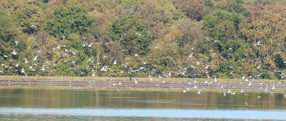Franklin's Gull - ML644423574