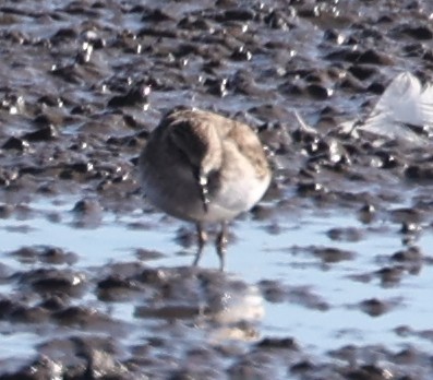 Least Sandpiper - ML644423576