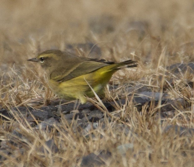 Palm Warbler (Yellow) - ML644423577