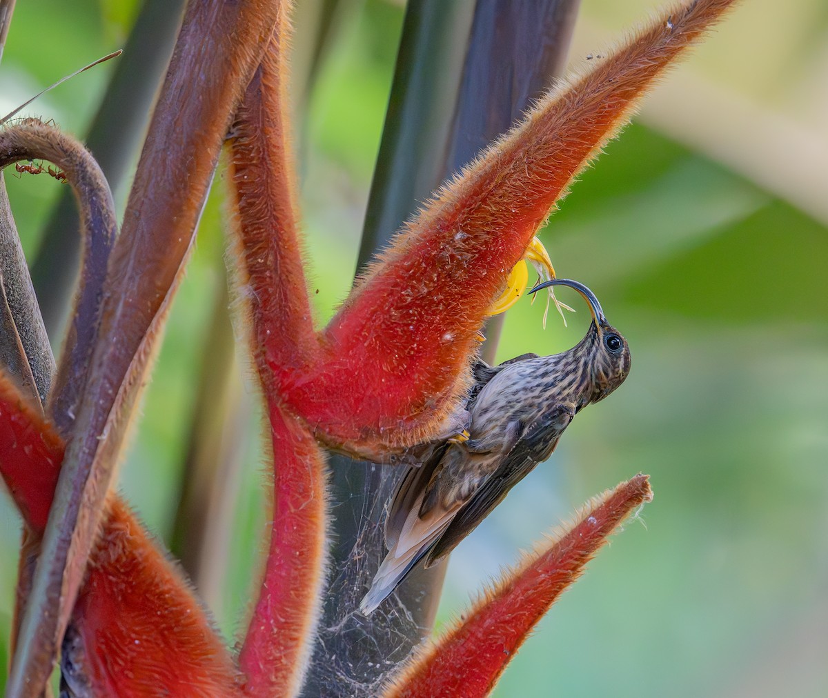 Buff-tailed Sicklebill - ML644423581
