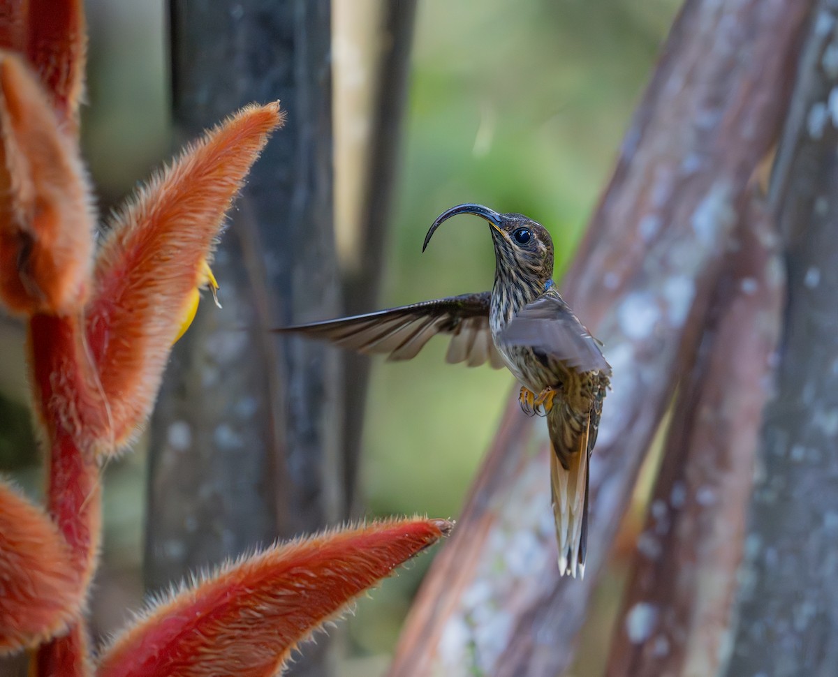 Buff-tailed Sicklebill - ML644423582