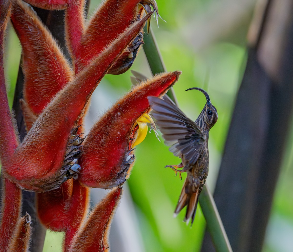 Buff-tailed Sicklebill - ML644423583